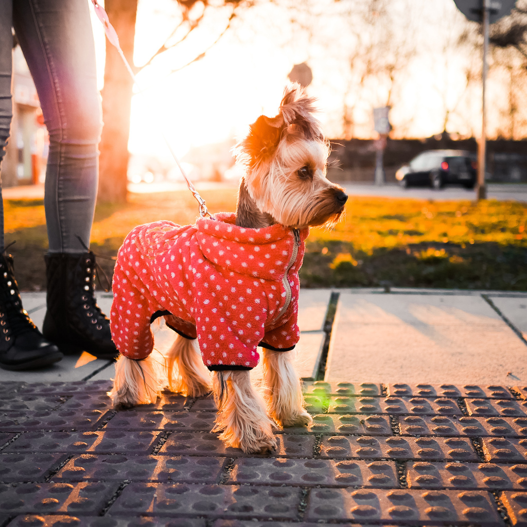 Йоркширский терьер в костюме на прогулке
