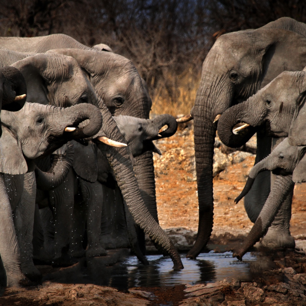 Стадо серых слонов у водопоя 