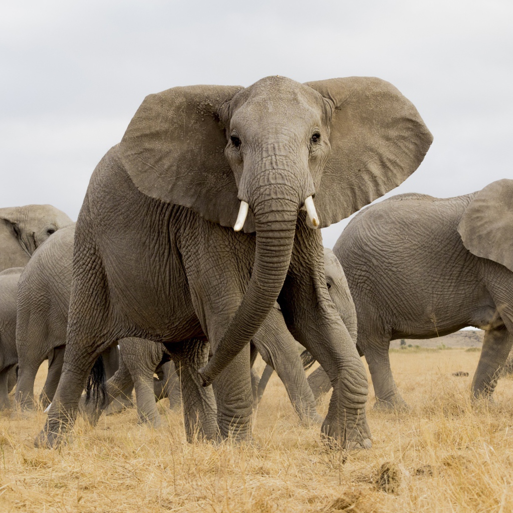 Стадо больших серых слонов в саванне