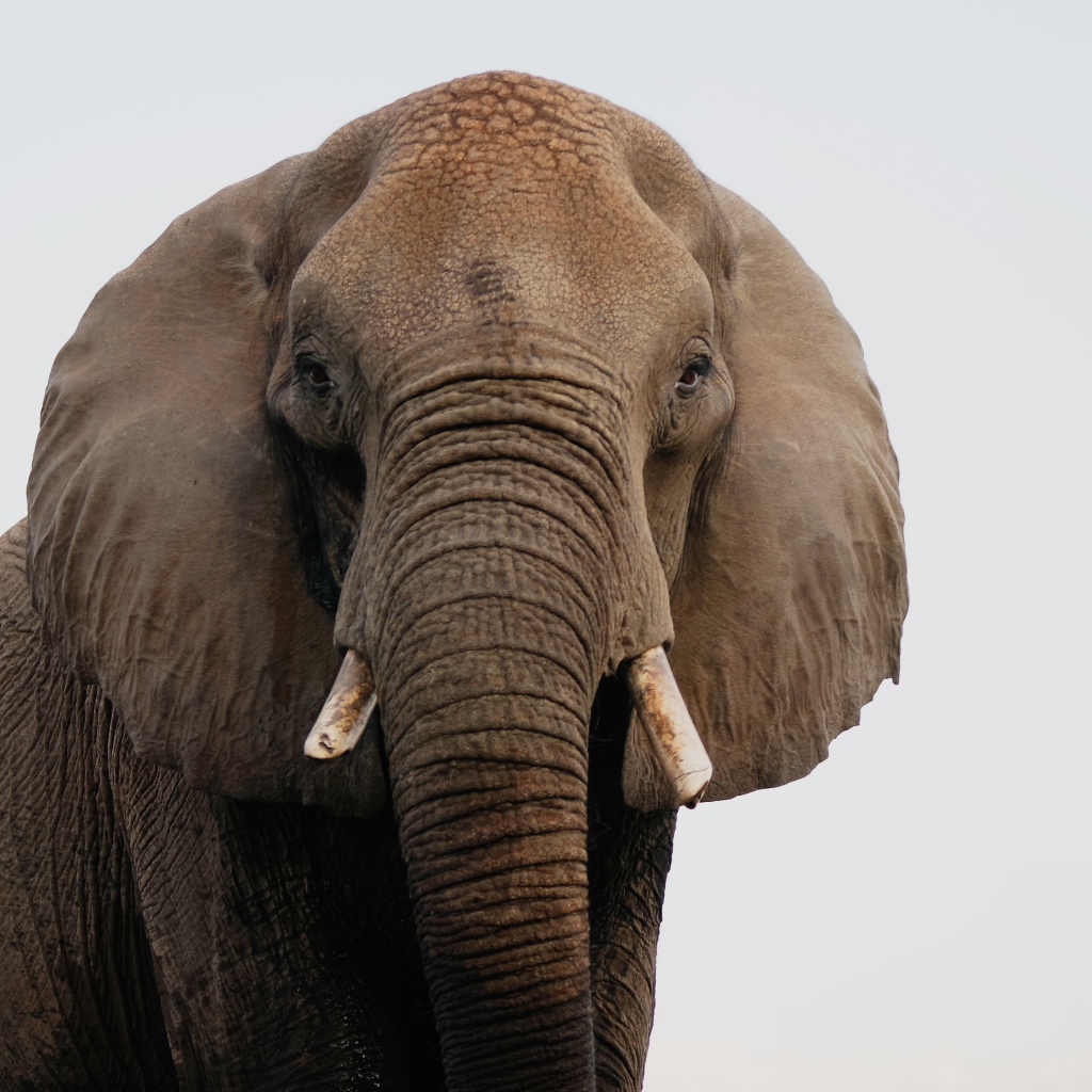 Большой индийский слон крупным планом
