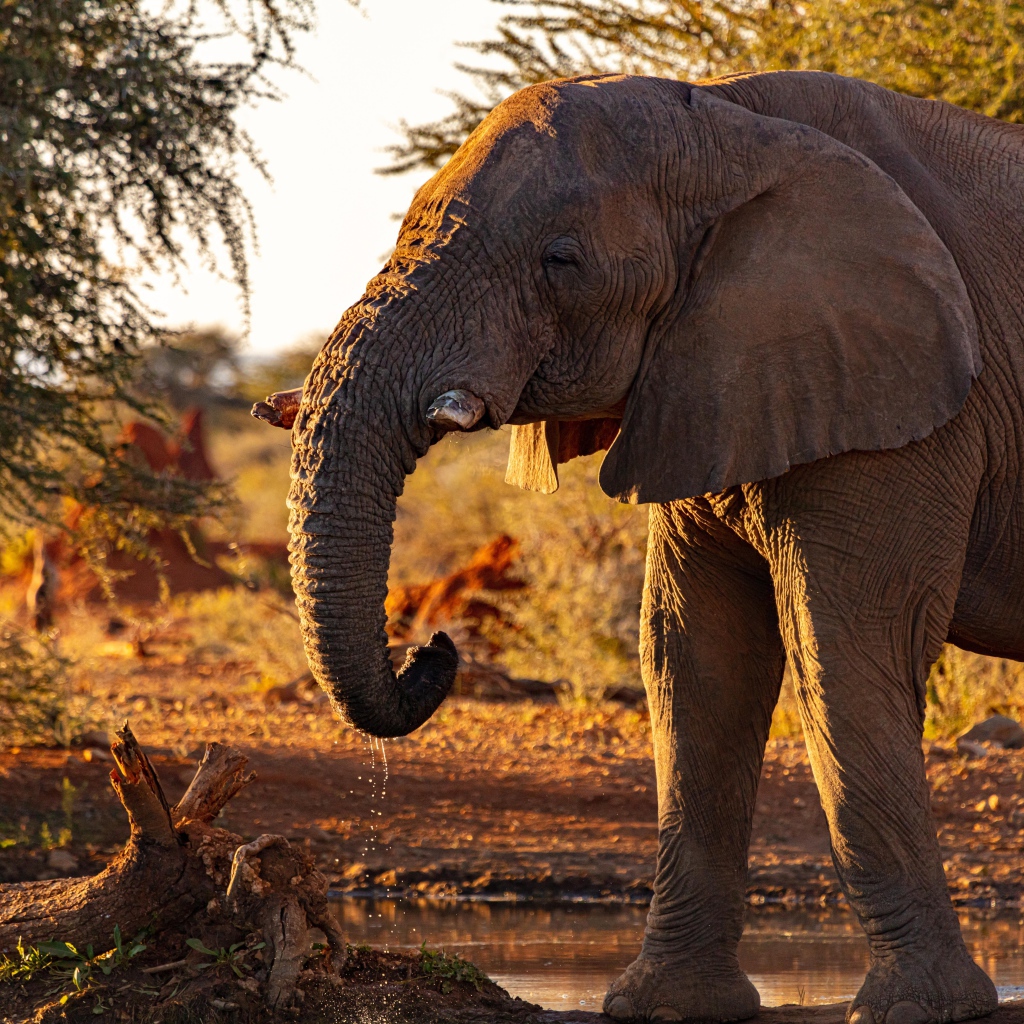 Большой серый слон пьет воду из реки