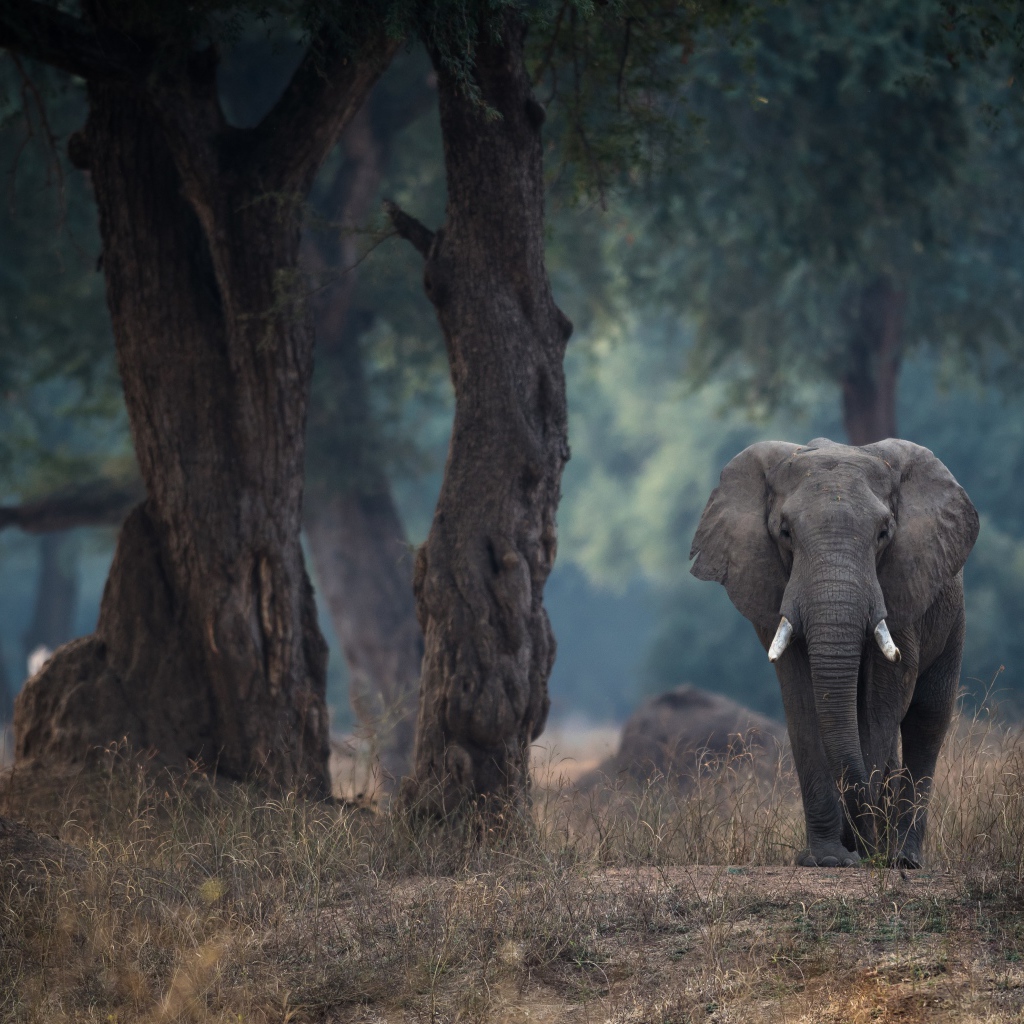 Большой серый слон идет у дерева