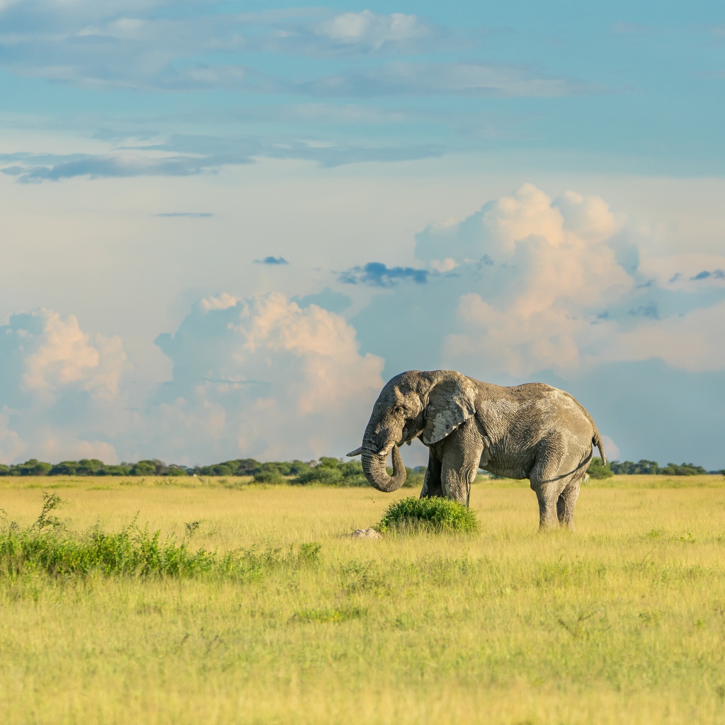 Большой серый слон идет по зеленой траве 