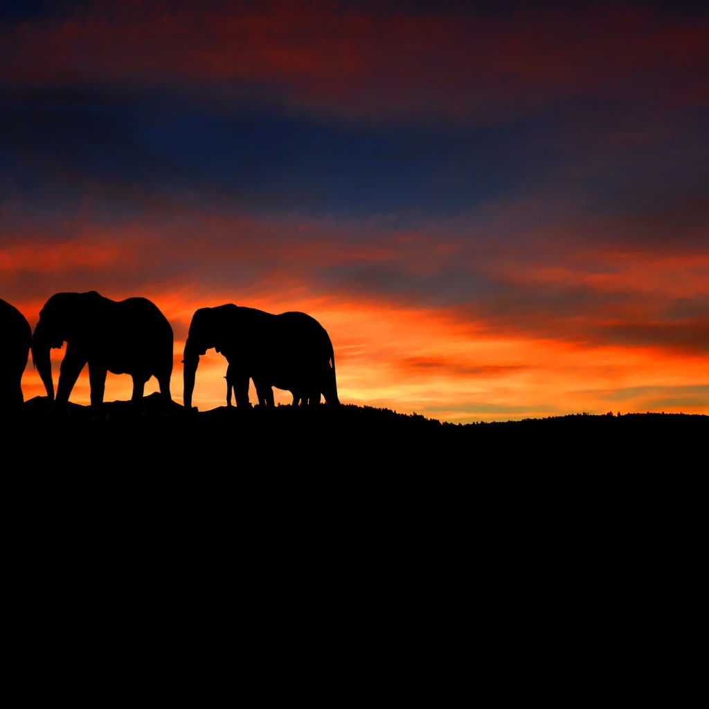 Девушка фотографирует слонов на закате