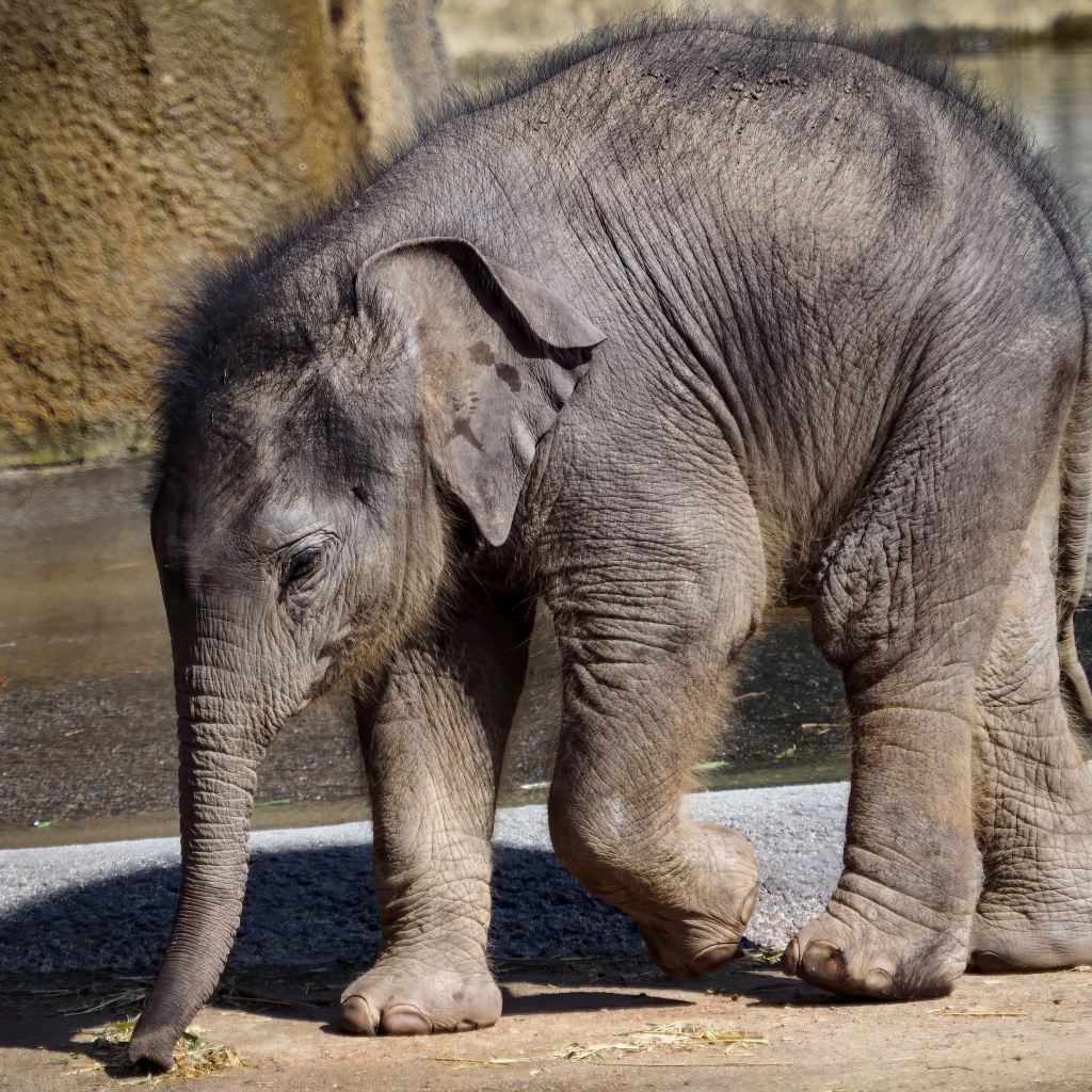 Маленький слоненок в зоопарке у воды