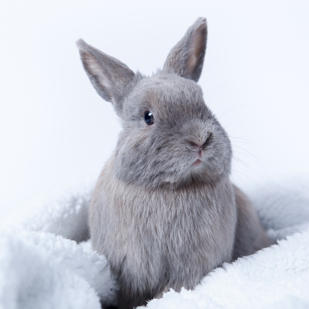 Серый декоративный кролик сидит на мягком покрывале