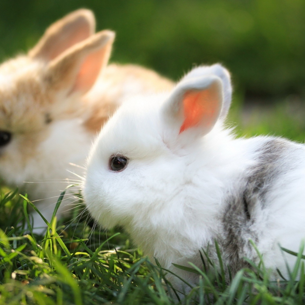 Два маленьких  декоративных кролика сидят в зеленой траве 