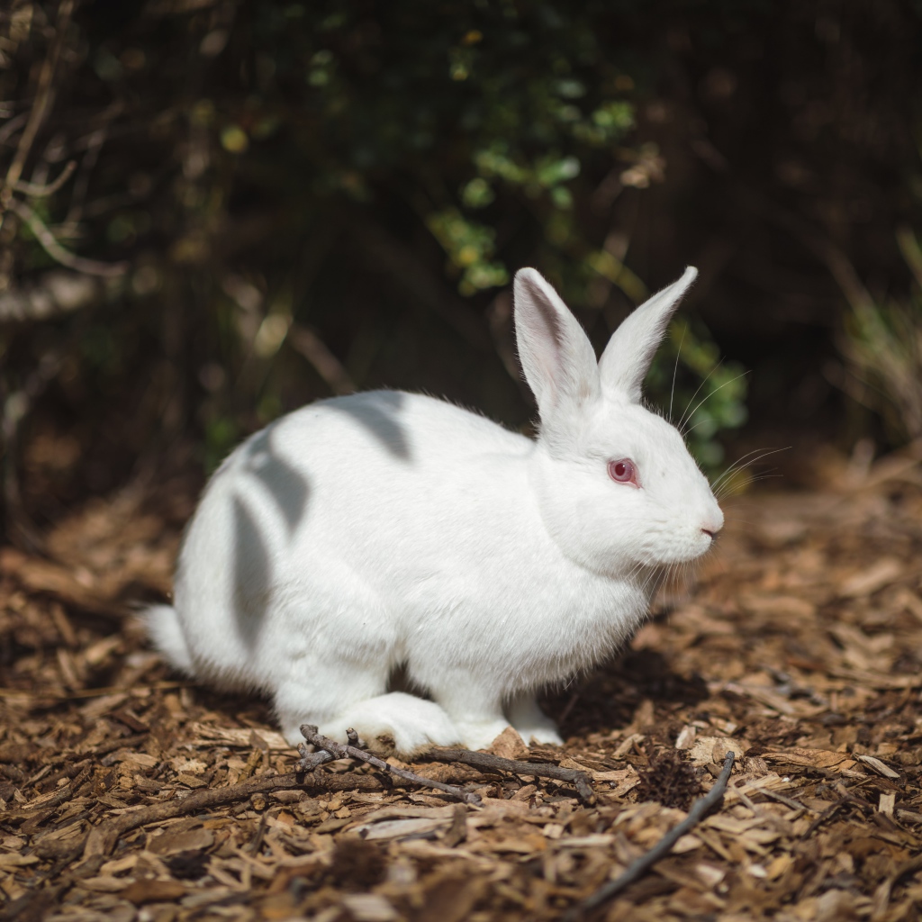 Белый кролик с красными глазами на земле