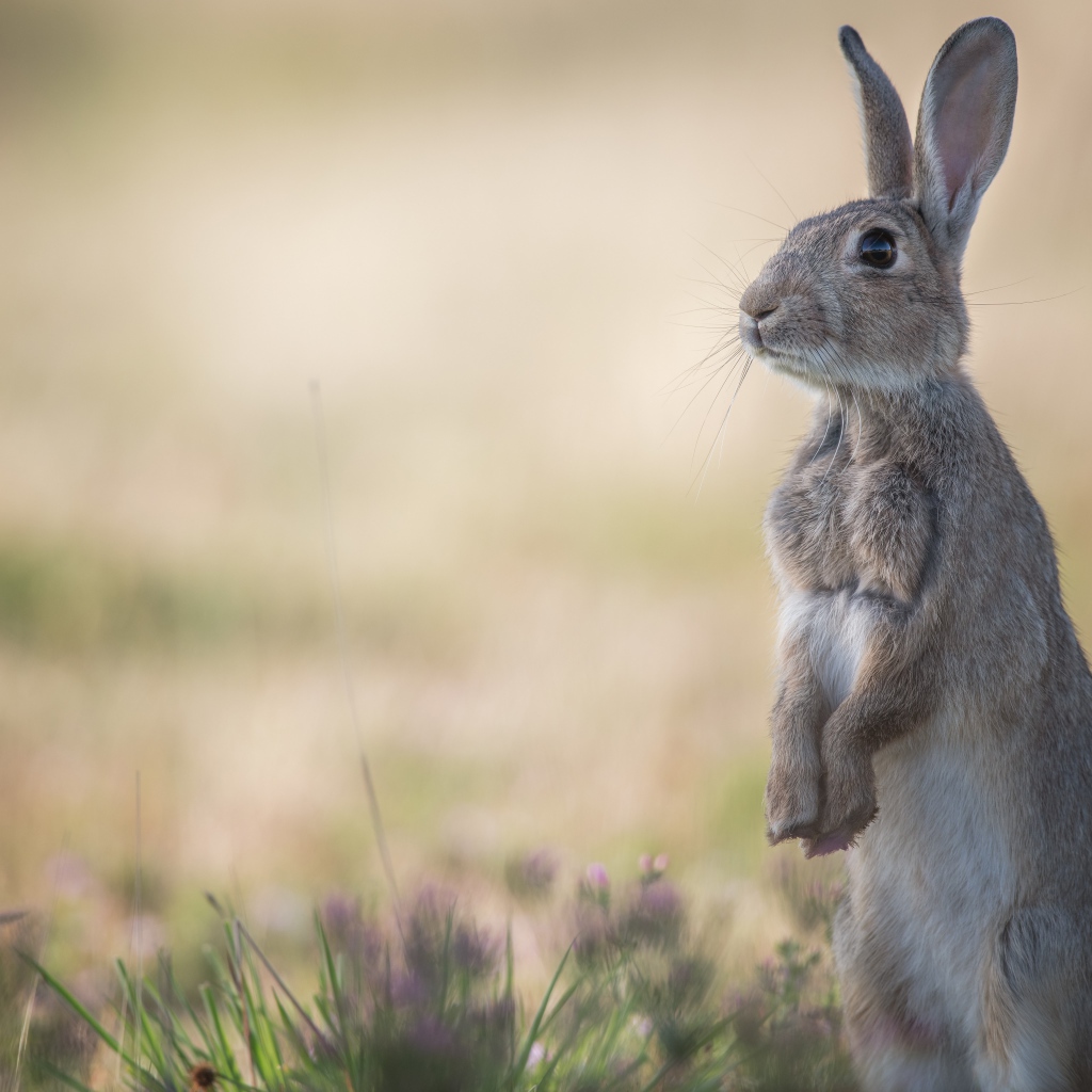 Дикий лесной заяц стоит на траве