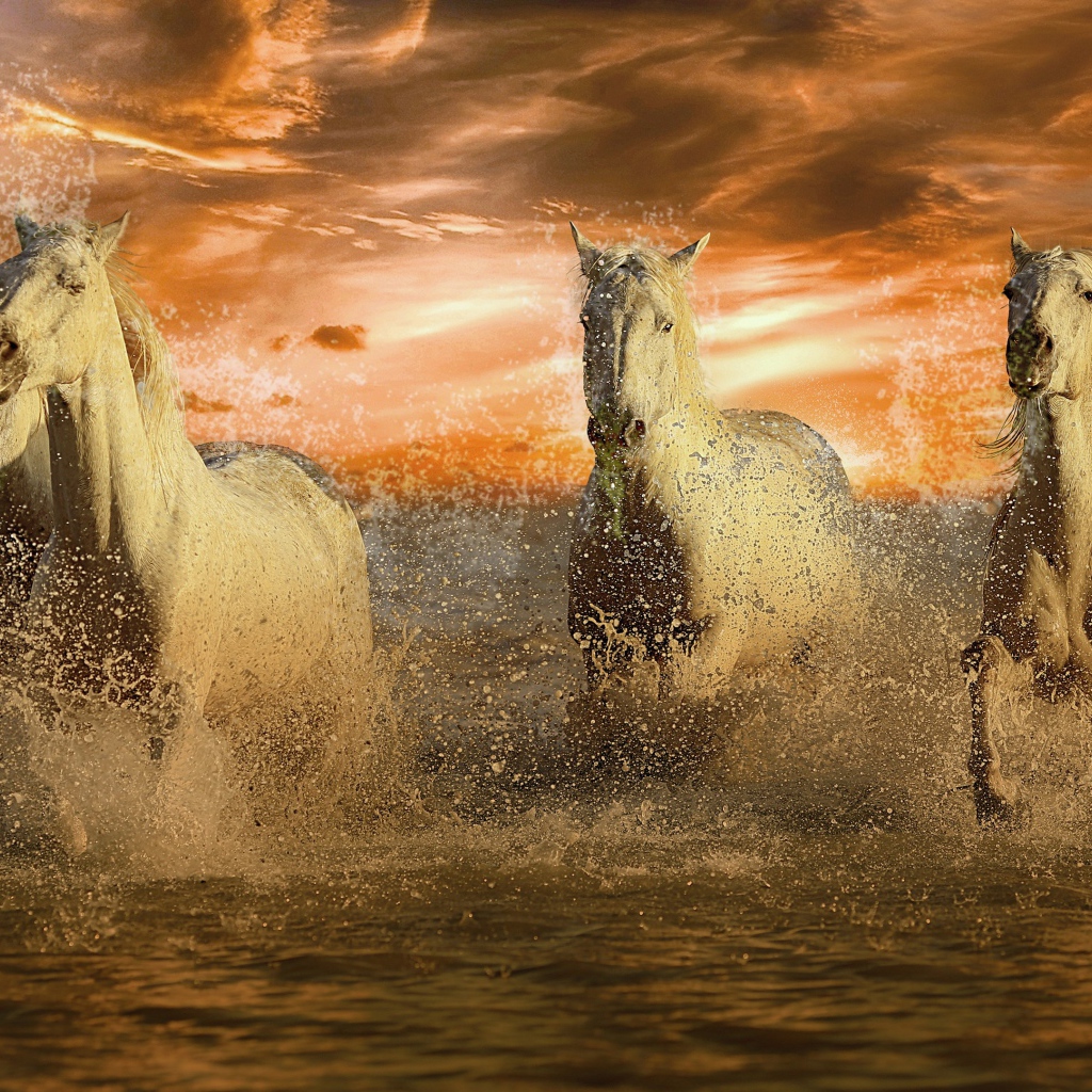 A flock of white horses rides through the water at sunset