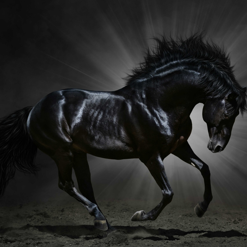 Красивый черный конь в лучах света 
