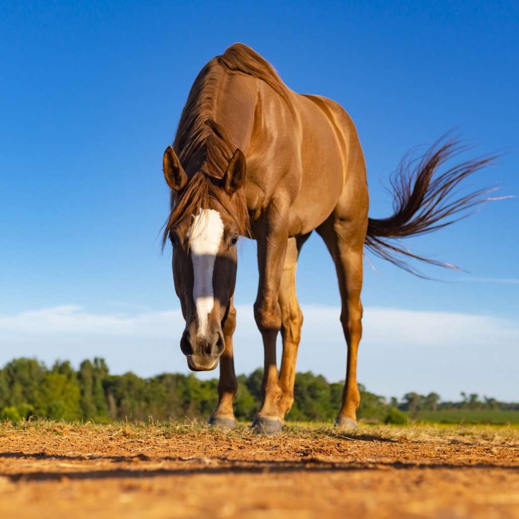 Beautiful brown horse grazing
