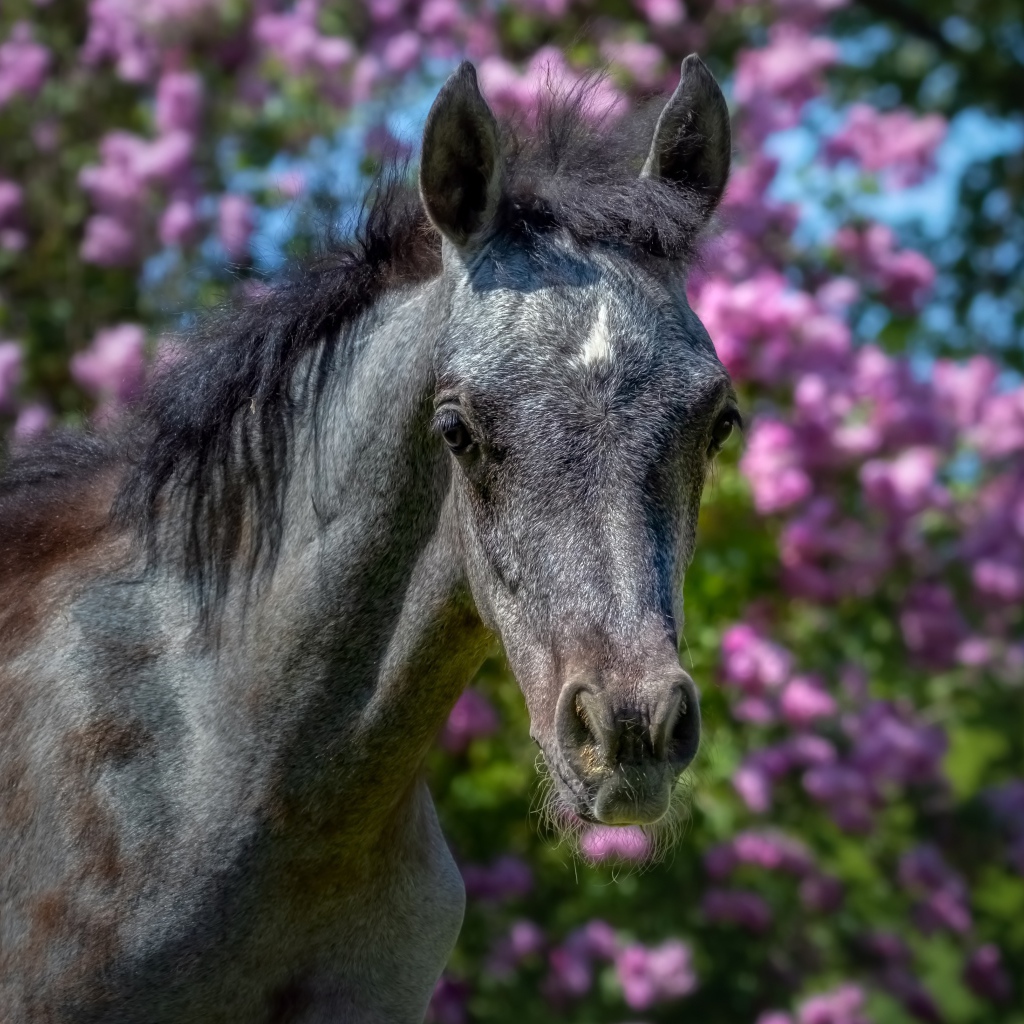 Beautiful horse on a background of flowers close-up