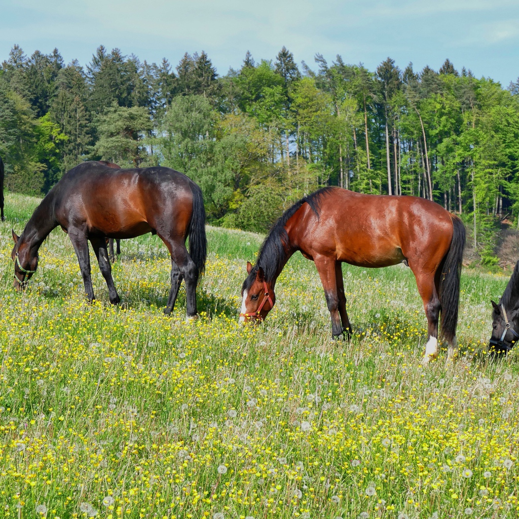 Красивые лошади пасутся по полю у леса