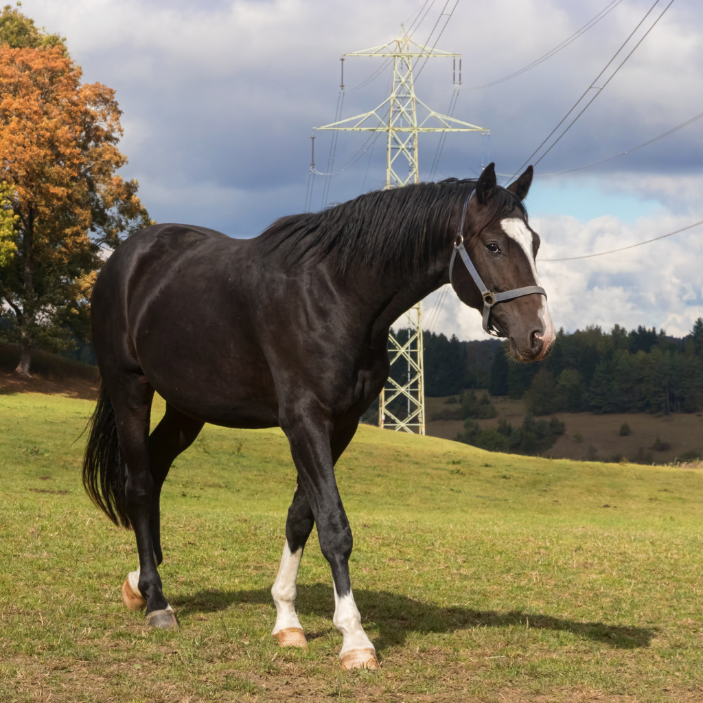 Черный конь идет по зеленой траве