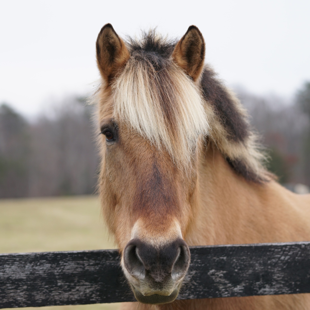 Коричневая лошадь с челкой на ферме 