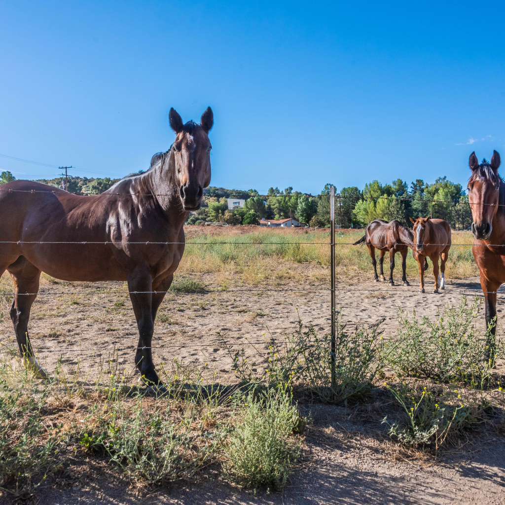 Коричневые лошади пасутся на ферме 