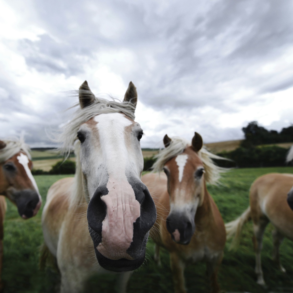 Четыре лошади позируют для фото 
