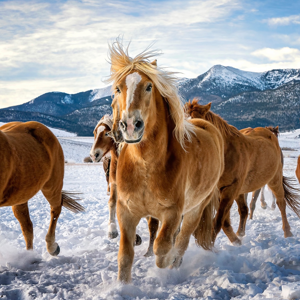 Herd of brown horses galloping in the snow in the mountains