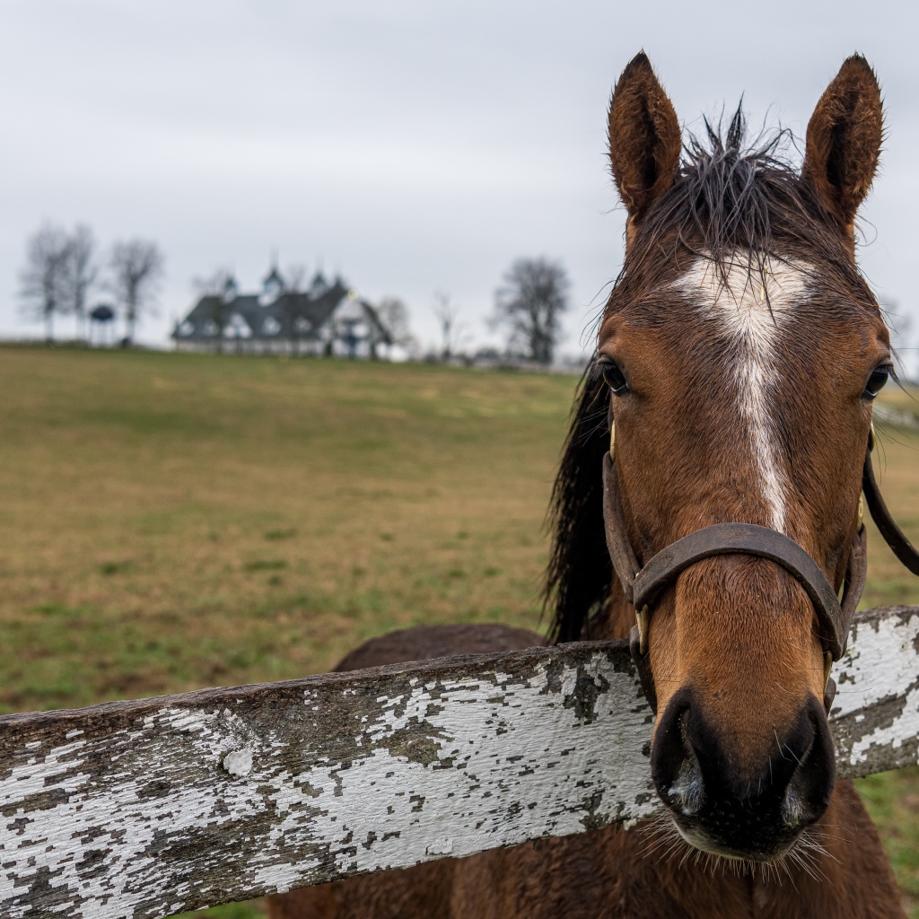 Horse on a pasture at the fence