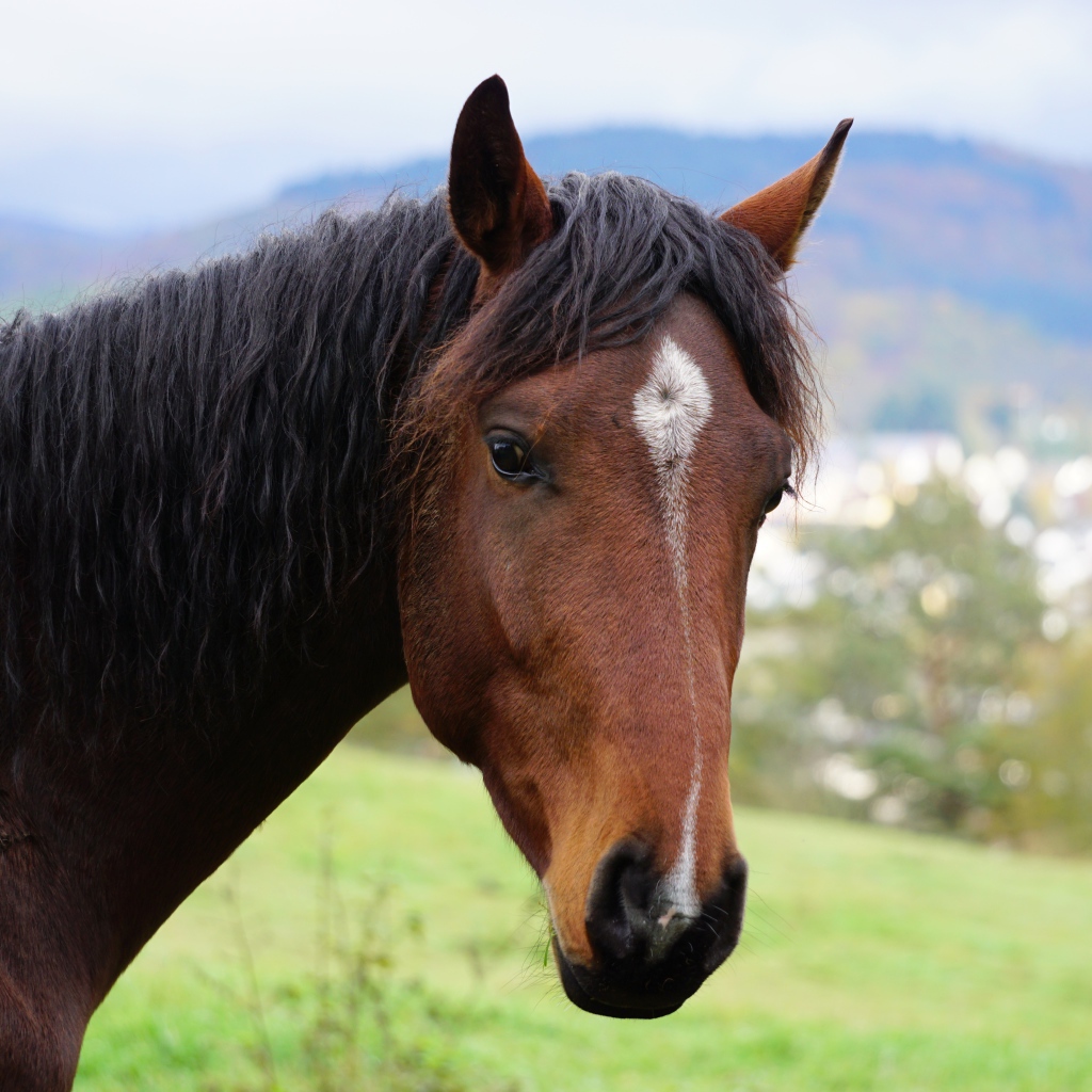 Морда красивой коричневой лошади