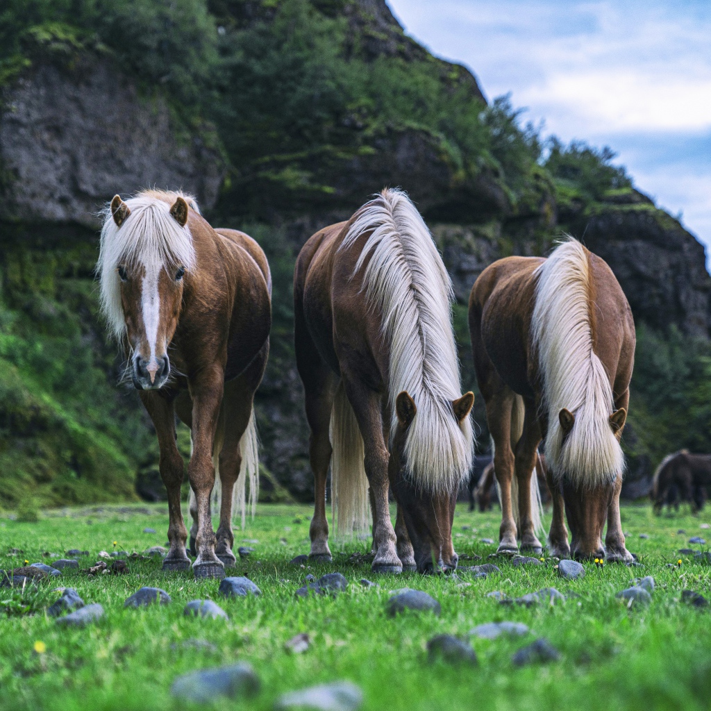 Три лошади пасутся на зеленой траве 
