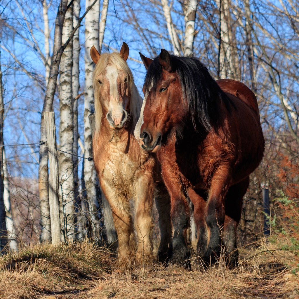 Две красивые лошади идут по березовой роще