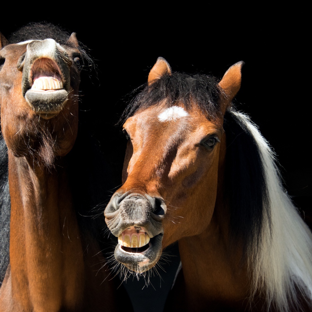 Две ржущие лошади на черном фоне