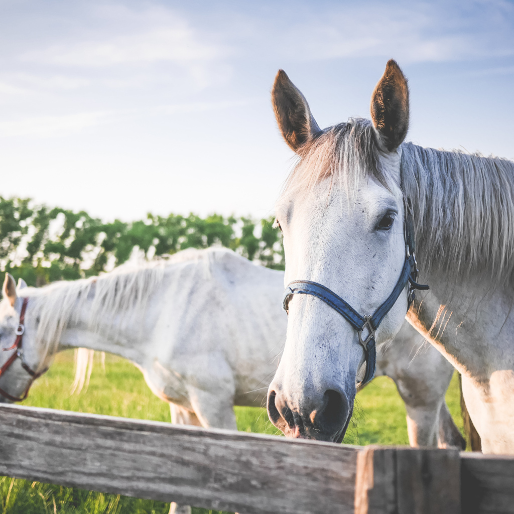 Две белые лошади в лучах солнца на ферме 