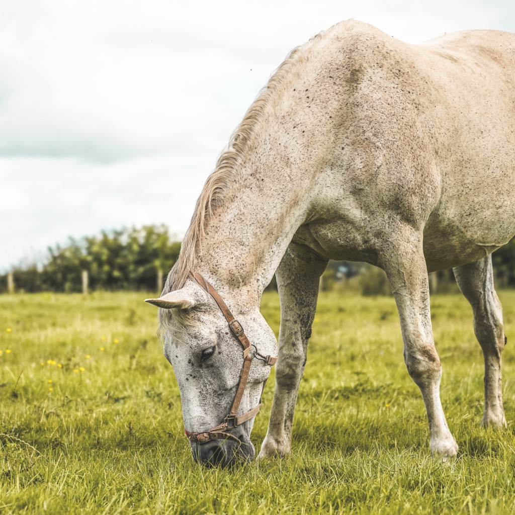Белая лошадь пасется на зеленой поляне