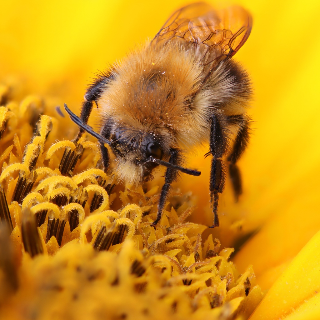 Пчела собирает сладкий нектар на цветке подсолнуха