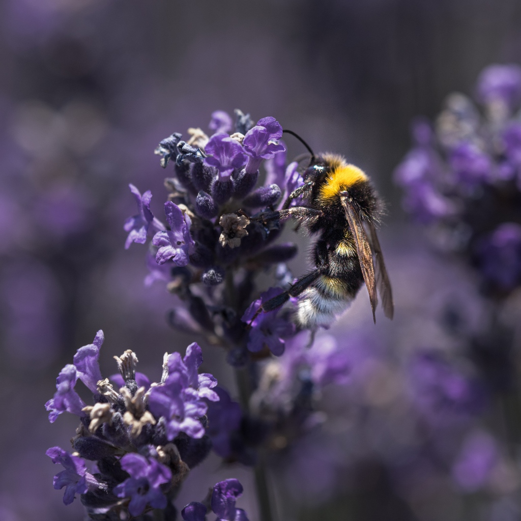 Пчела сидит на фиолетовом цветке лаванды 