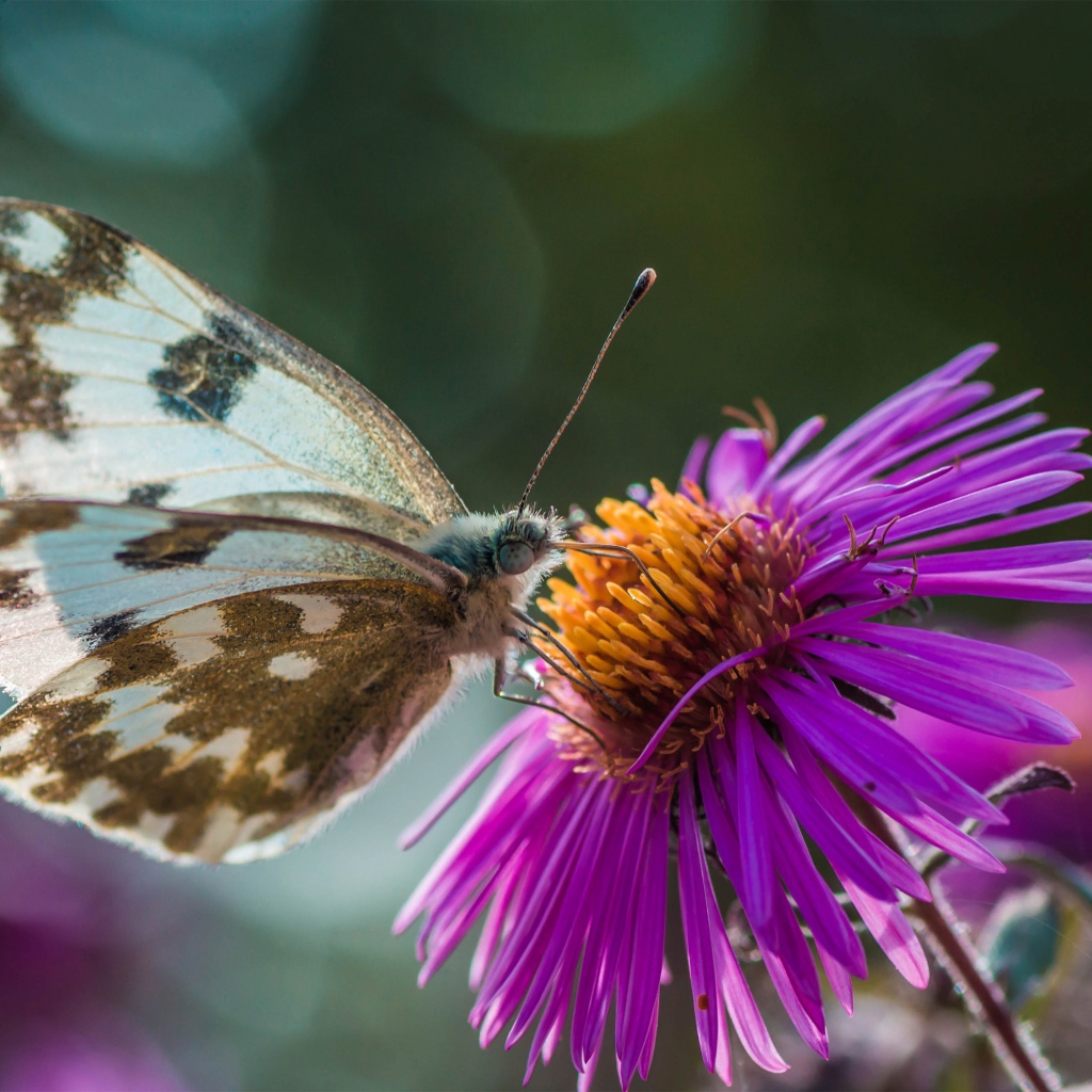 Бабочка сидит на розовом цветке 