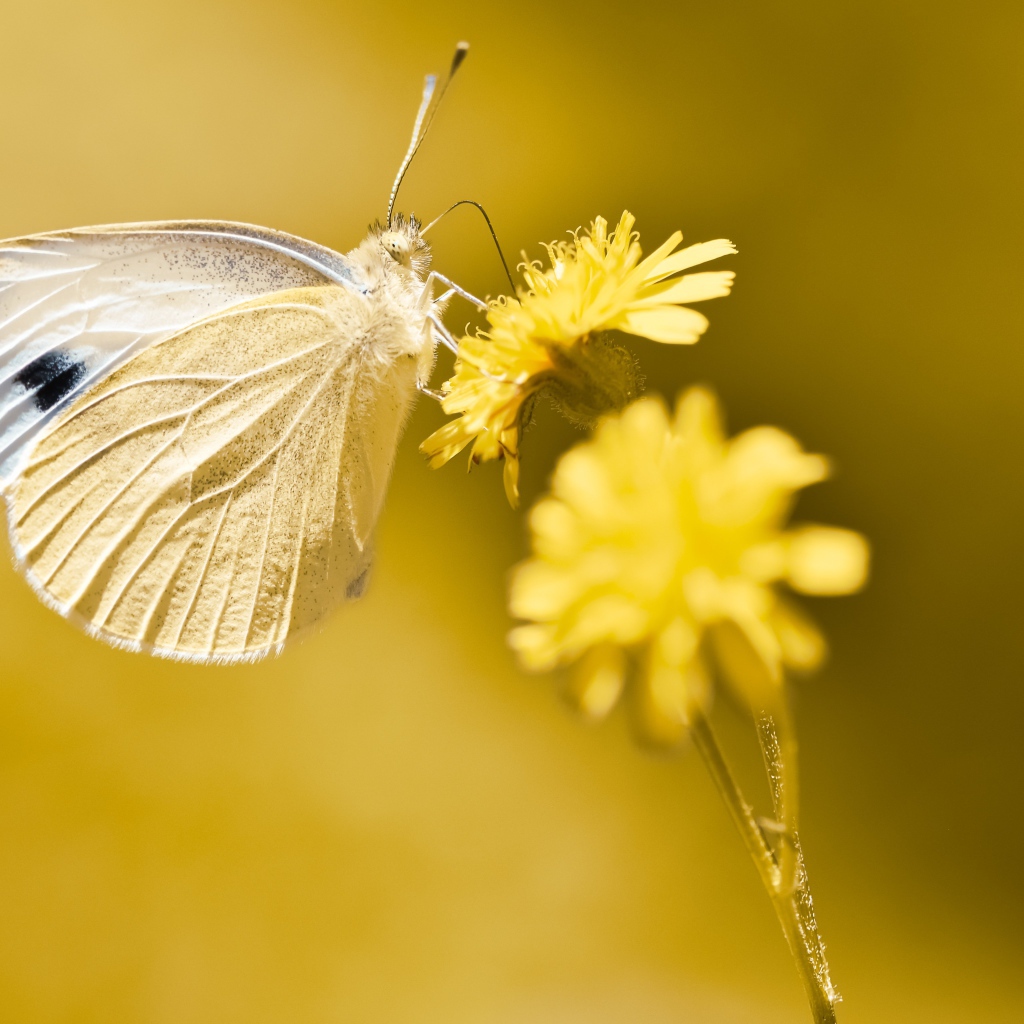 Бабочка сидит на желтом цветке 