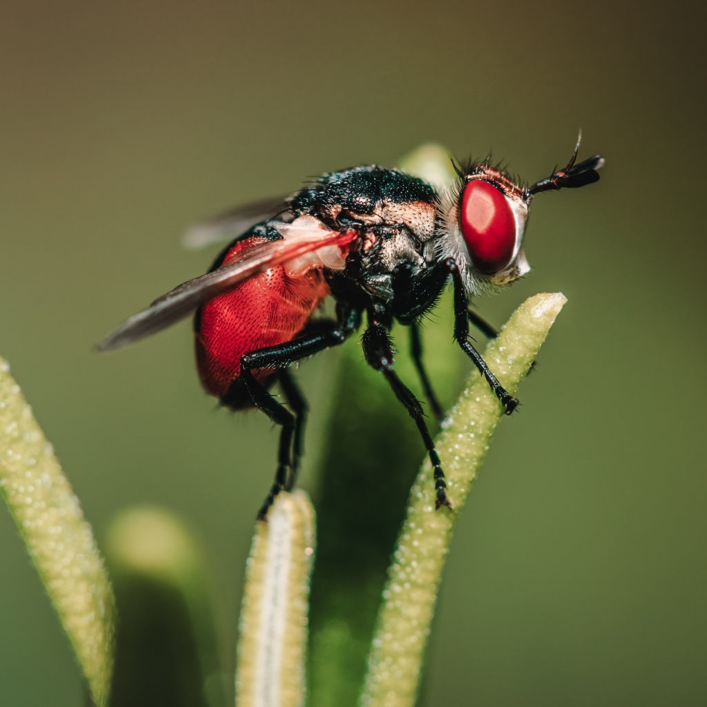 Муха сидит на зеленом растении 