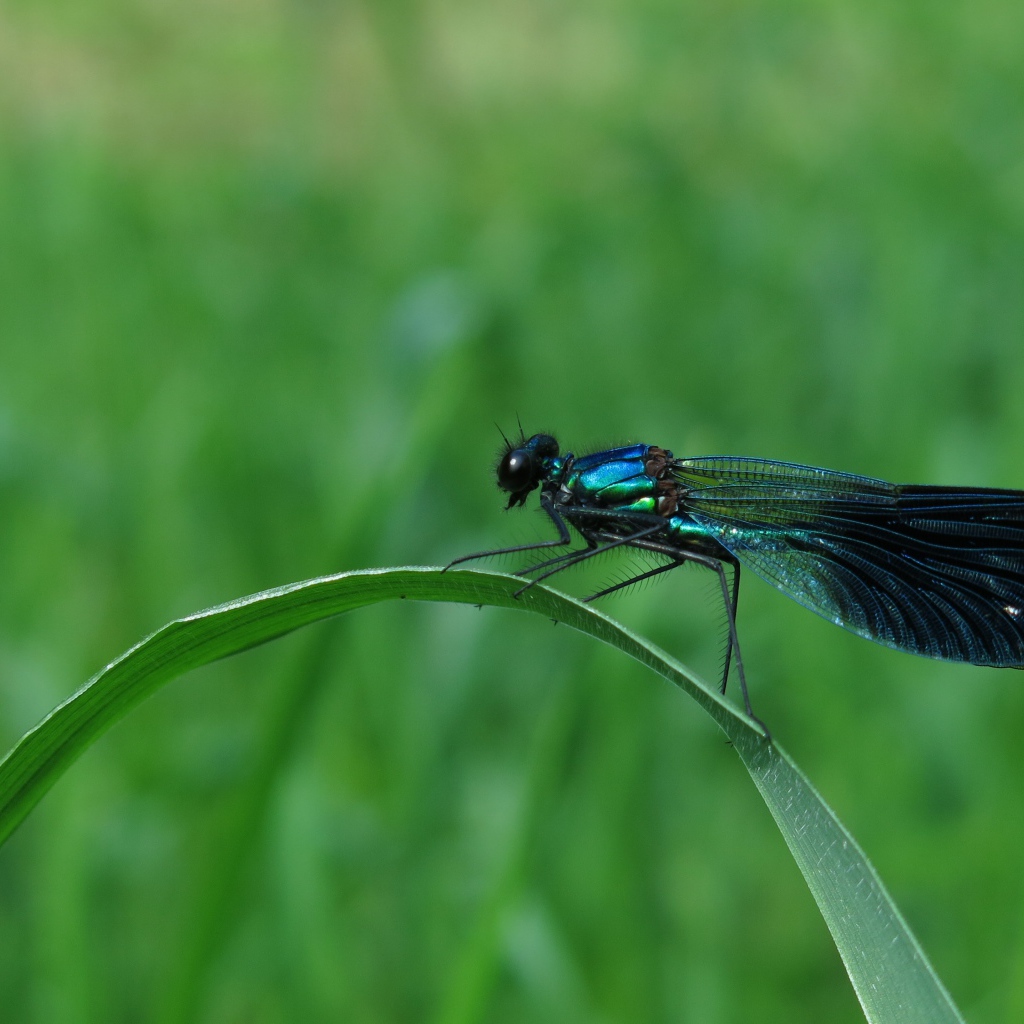 Большая черная стрекоза сидит на зеленой траве