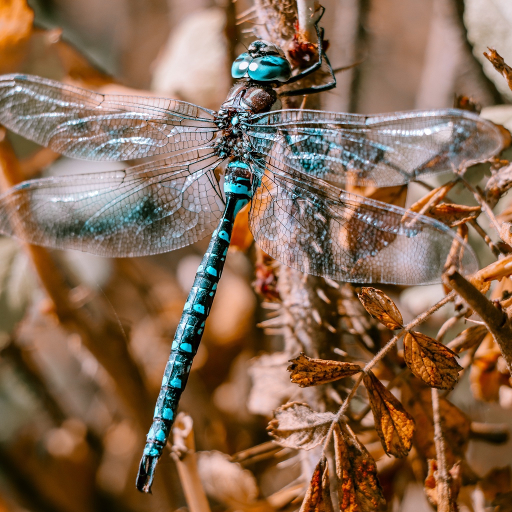 Большая голубая стрекоза сидит на ветке 