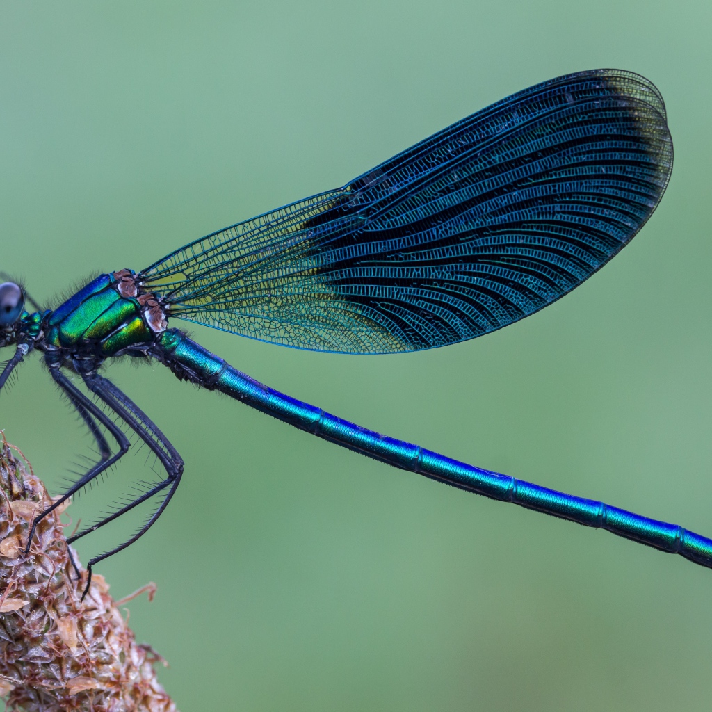 Большая синяя стрекоза сидит на колоске 