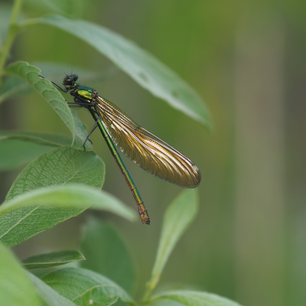 Большая стрекоза сидит на зеленом листе 