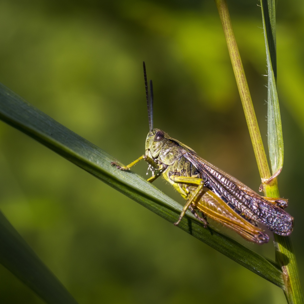 Большой кузнечик сидит на зеленой траве 