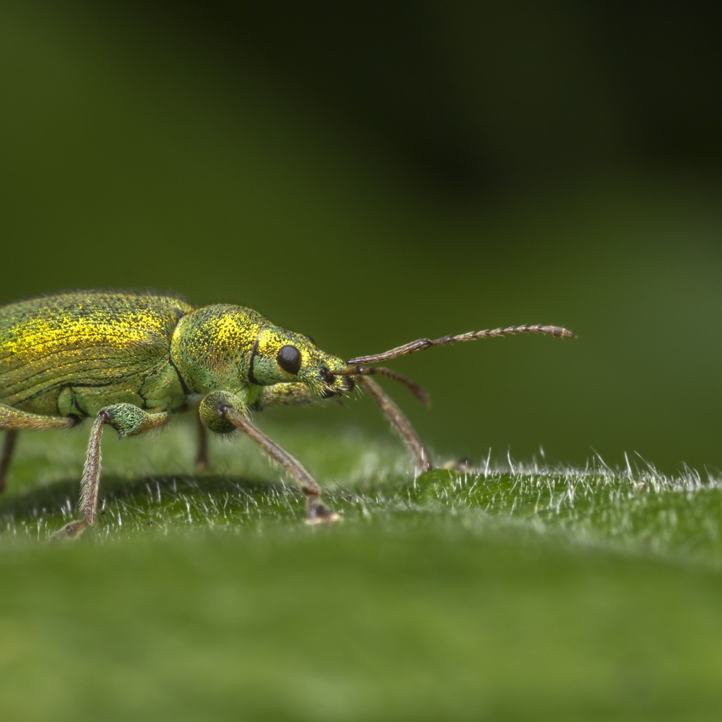 Большой зеленый жук сидит на зеленом листке 