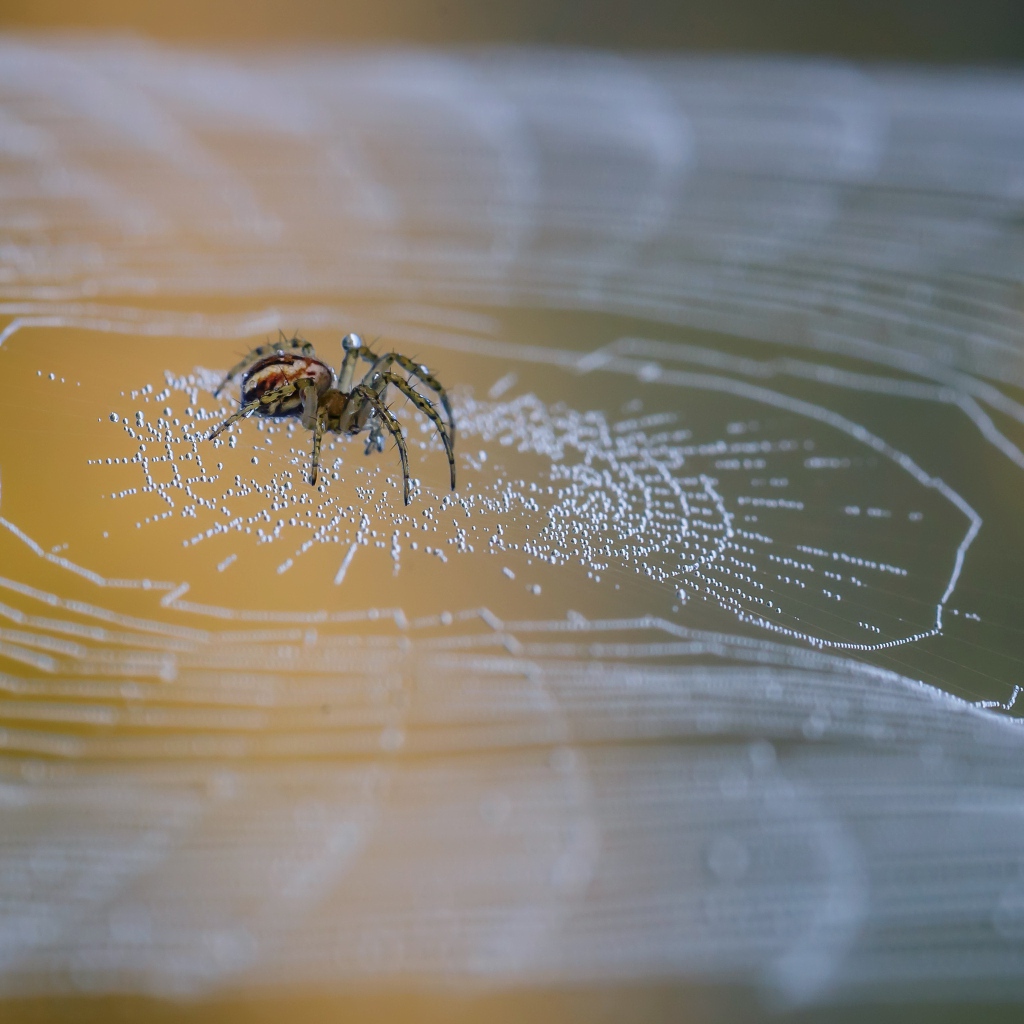 Большой паук сидит на паутине в каплях росы 