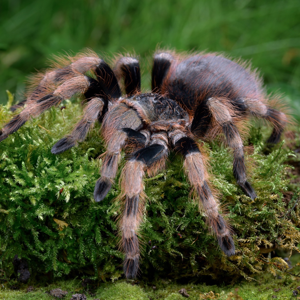 Большой паук тарантул идет по покрытой мхом земле