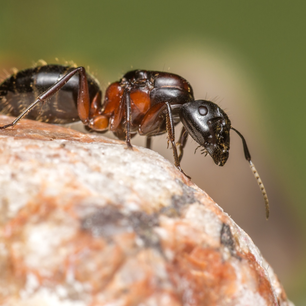 Муравей на камне крупным планом