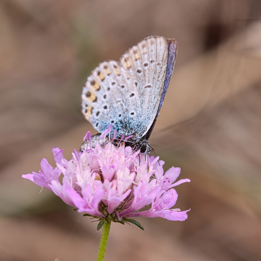Красивая голубая бабочка на розовом цветке
