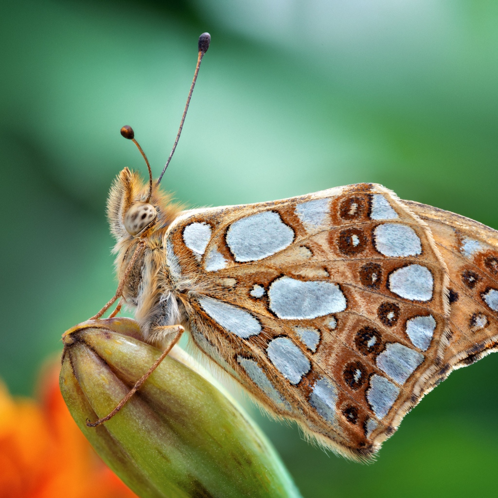 Красивая коричневая бабочка сидит на бутоне цветка 