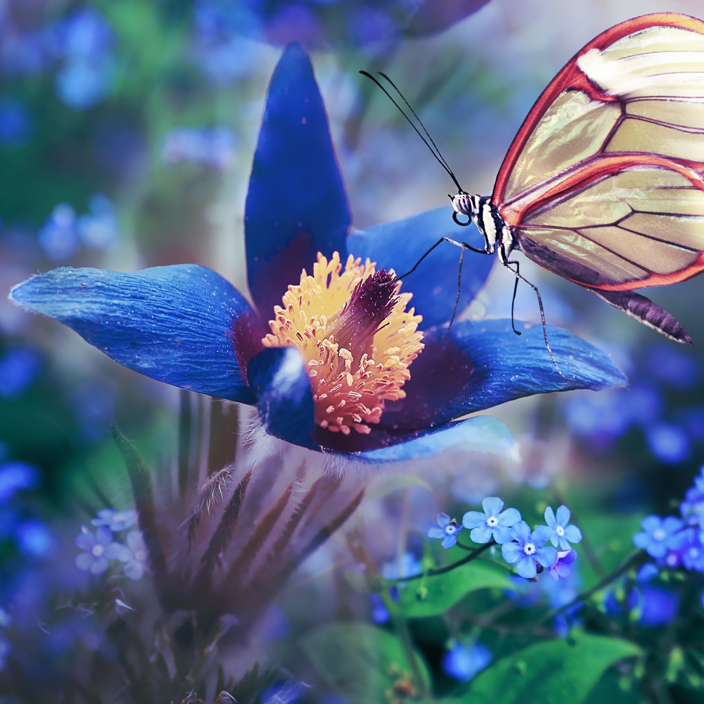 Красивая бабочка сидит на синем цветке прострела 