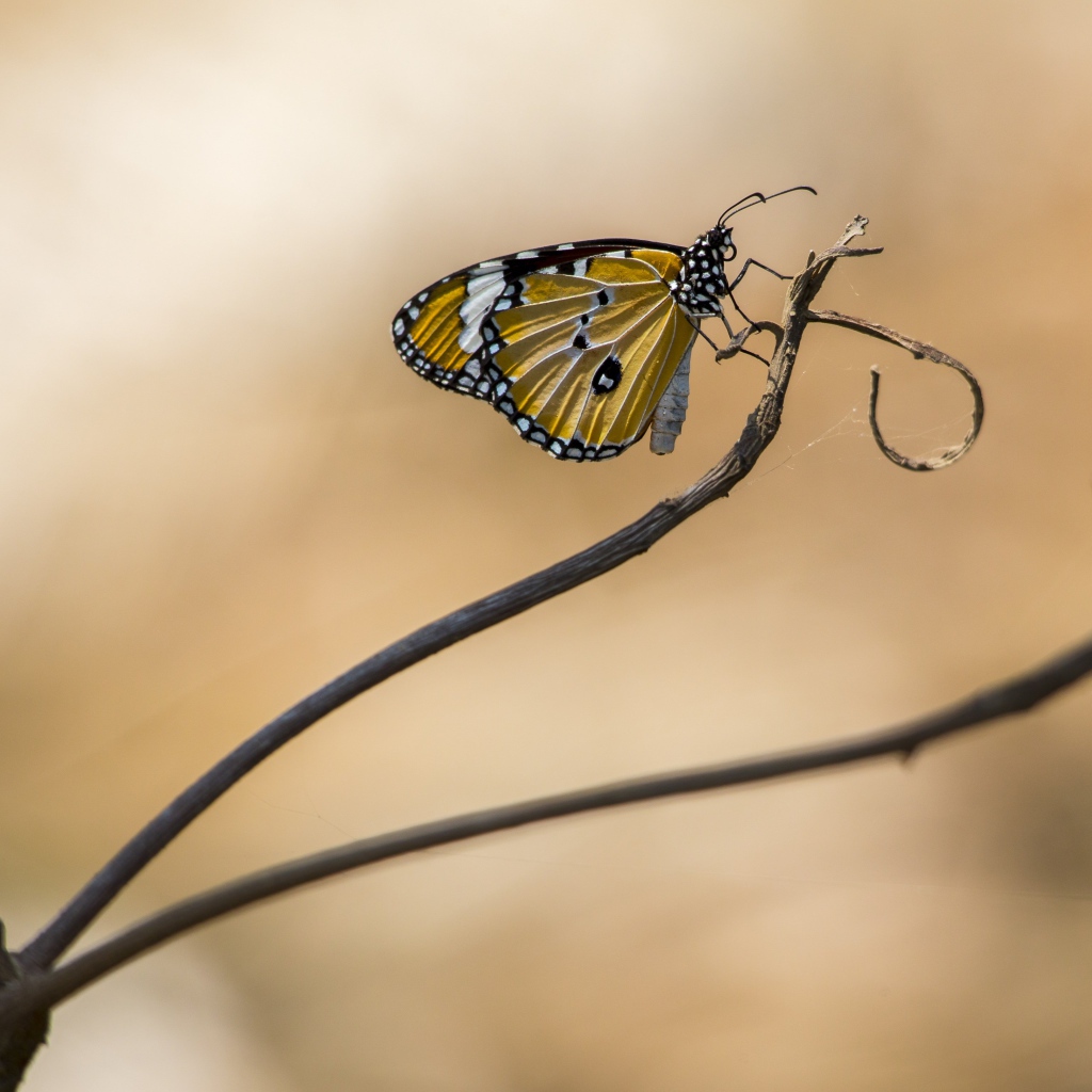 Красивая бабочка сидит на ветке дерева