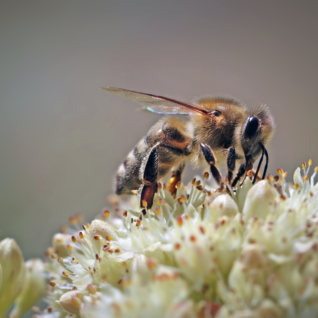 Пчела собирает нектар на цветке на сером фоне