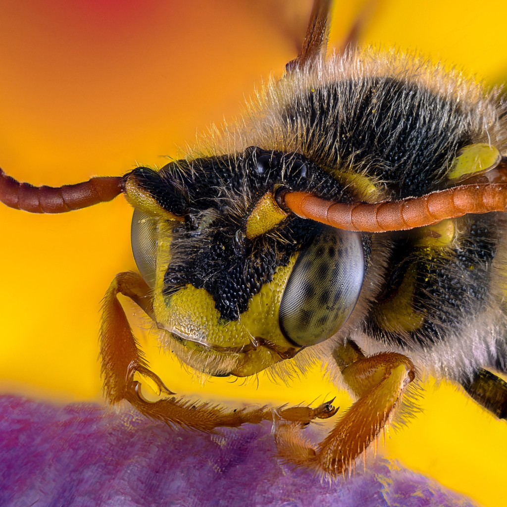 Пчела на цветке крупным планом 